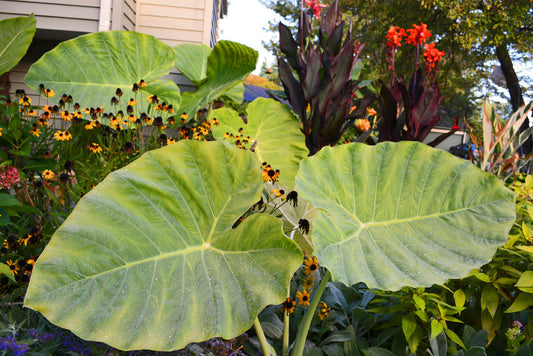 Giant Colocasia Gigantea Thai Elephant Ear Bulbs