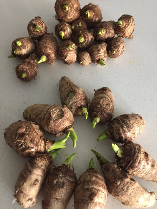 Giant Colocasia Gigantea Thai Elephant Ear Bulbs