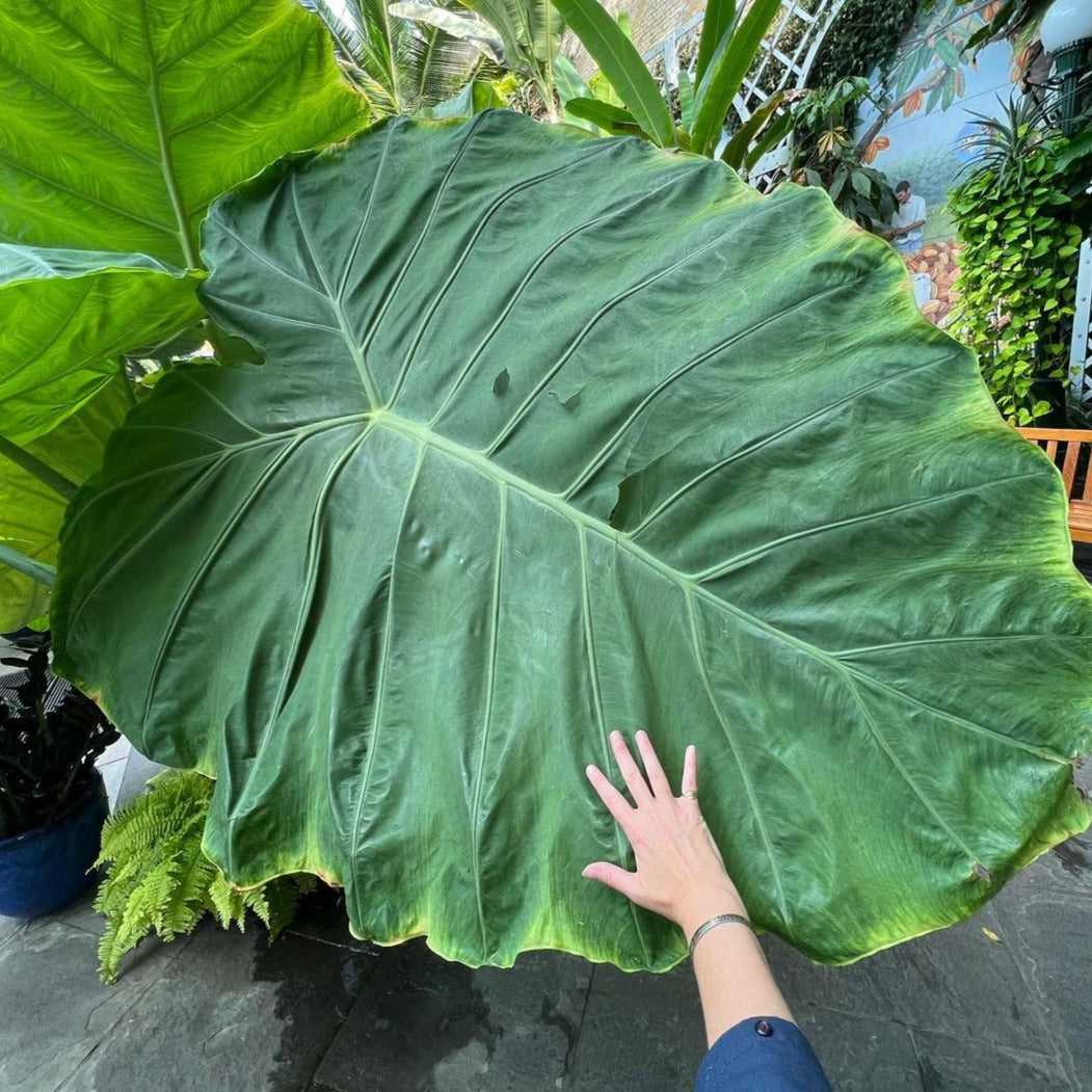 Giant Colocasia Gigantea Thai Elephant Ear Plant Bulbs