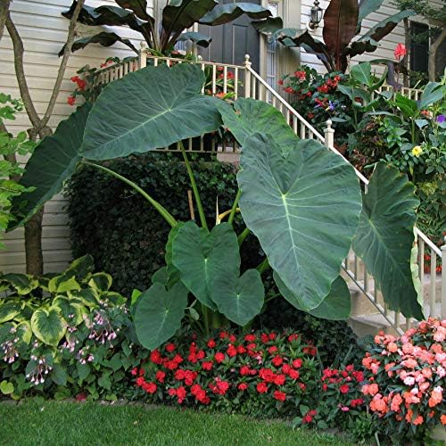 Giant Colocasia Gigantea Thai Elephant Ear Plant Bulbs