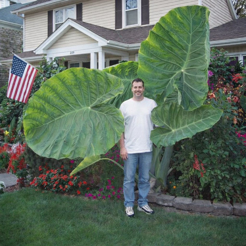 Homegrown Giant Colocasia Gigantea Elephant Ear Plant Bulbs (Ready to  Sprout)