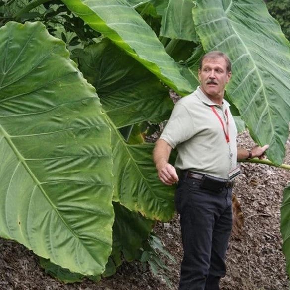 Giant Colocasia Gigantea Thai Elephant Ear Plant Bulbs