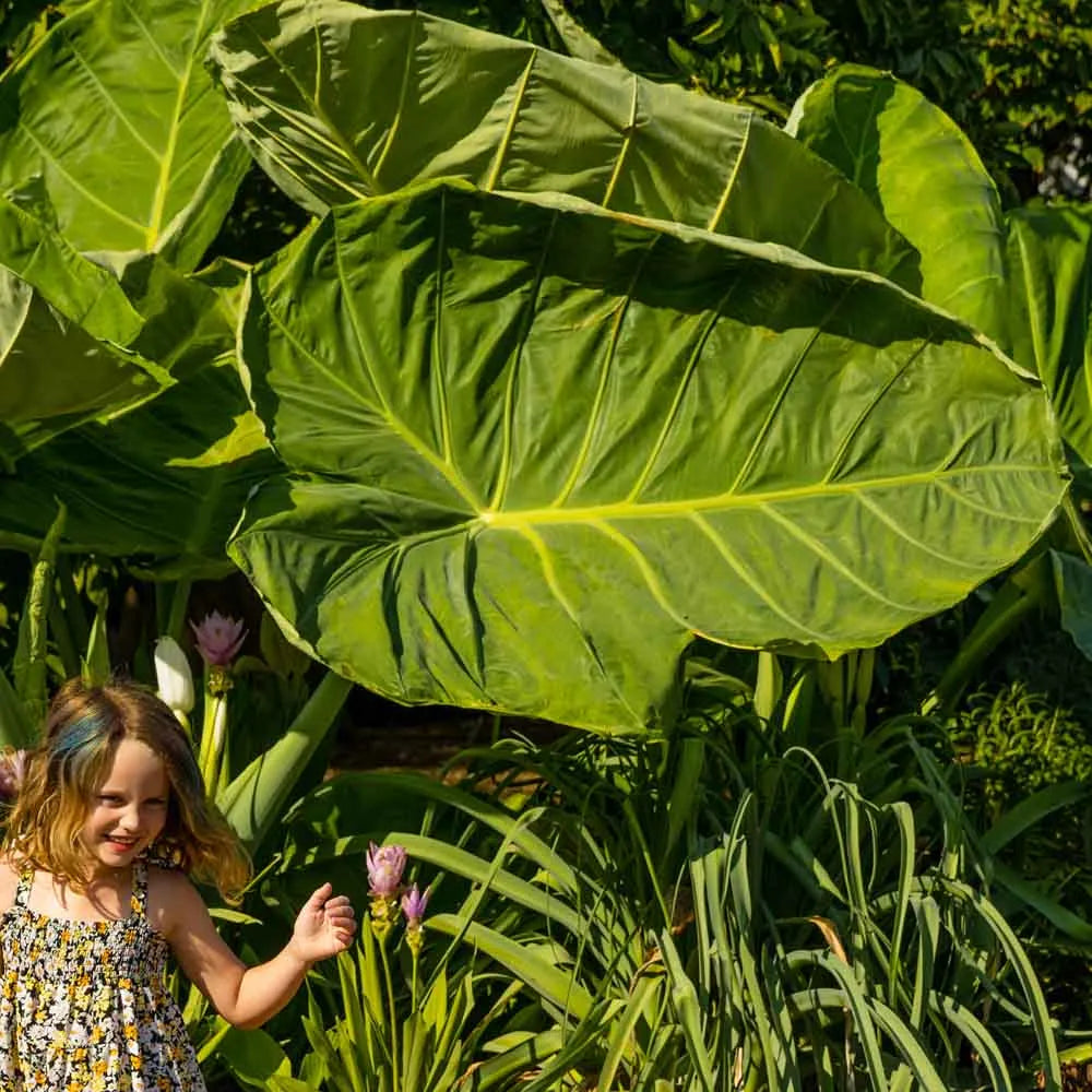 Giant Colocasia Gigantea Thai Elephant Ear Plant Bulbs