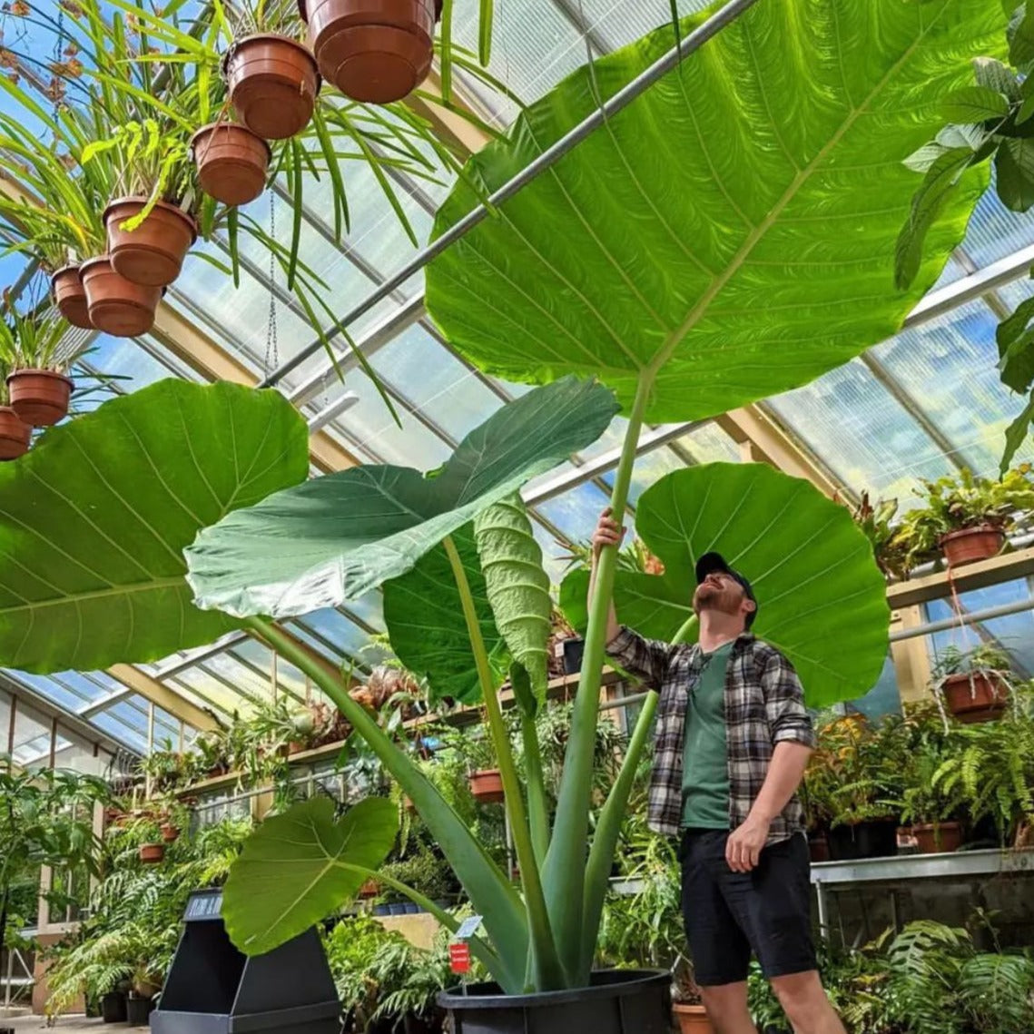 Giant Colocasia Gigantea Thai Elephant Ear Plant Bulbs