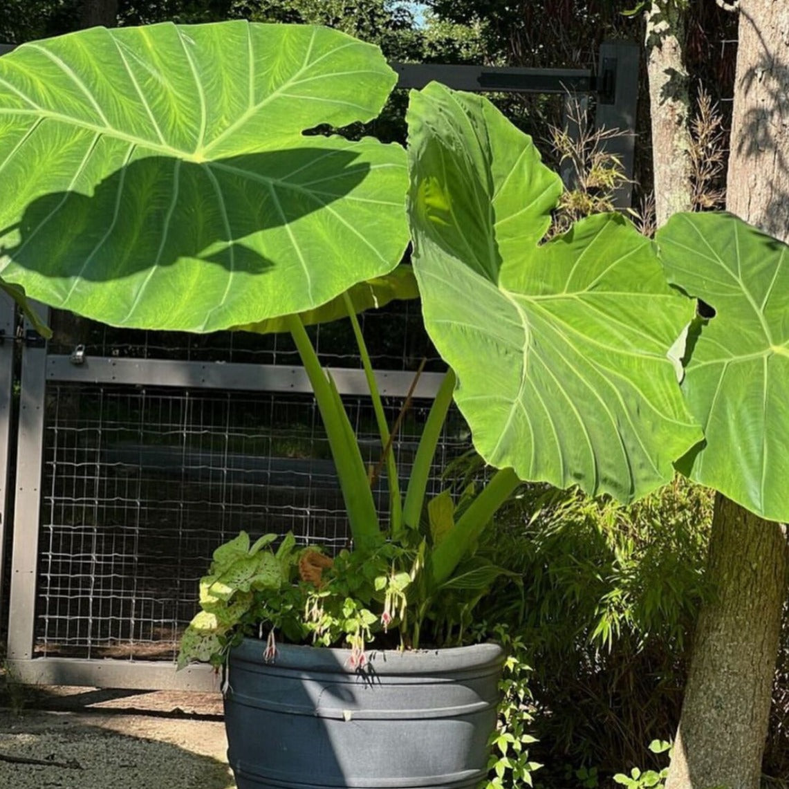 Giant Colocasia Gigantea Thai Elephant Ear Plant Bulbs