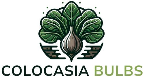Colocasia Bulbs
