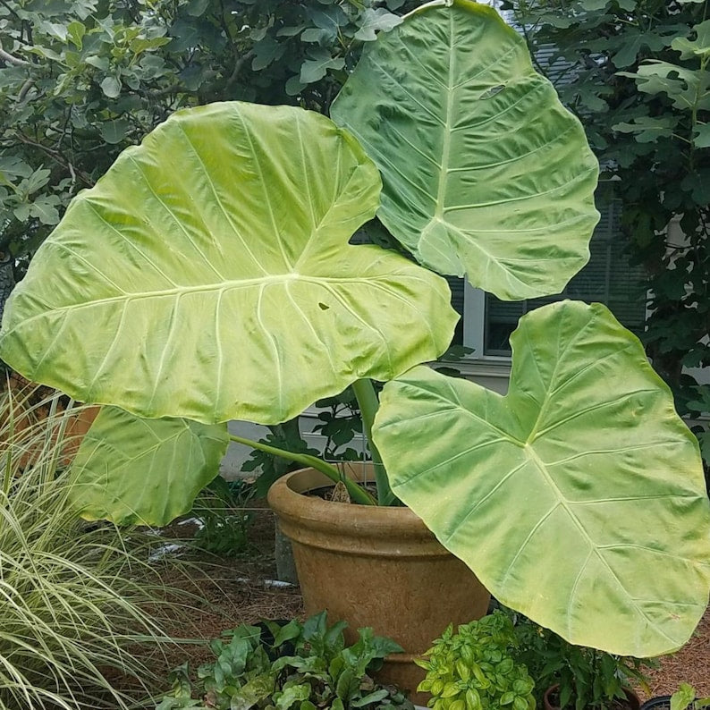 Giant Colocasia Gigantea Thai Elephant Ear Plant Bulbs