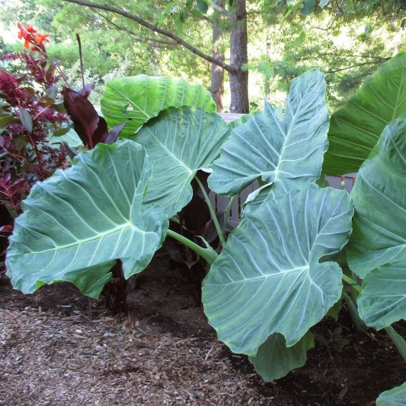 Giant Colocasia Gigantea Thai Elephant Ear Plant Bulbs