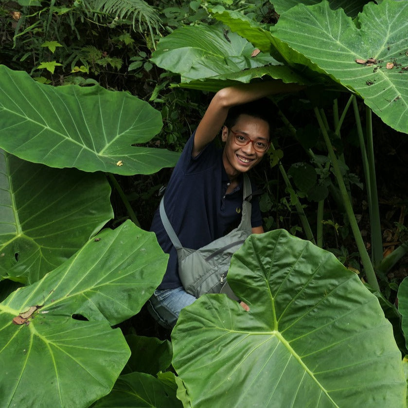 Giant Colocasia Gigantea Thai Elephant Ear Plant Bulbs