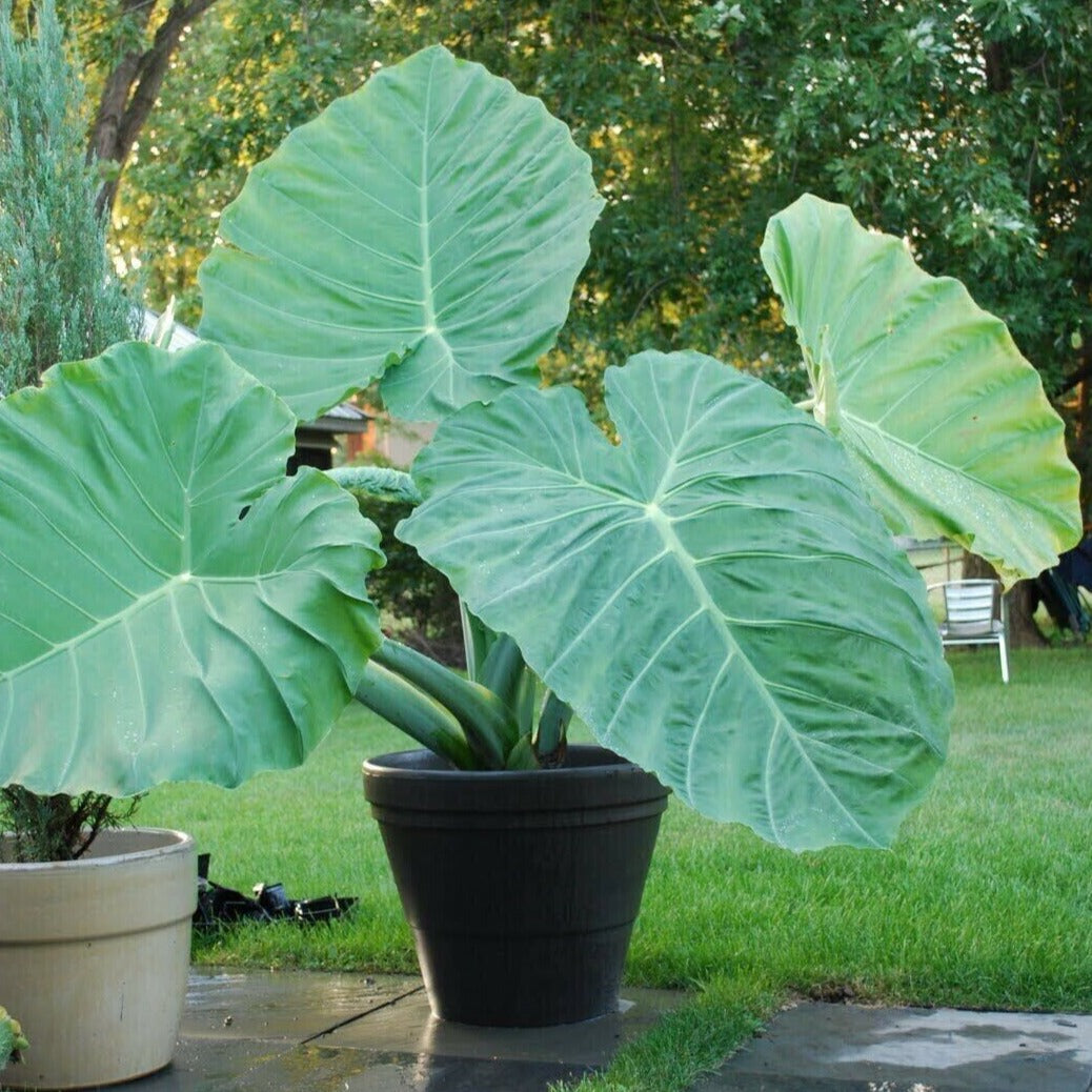 Giant Colocasia Gigantea Thai Elephant Ear Plant Bulbs