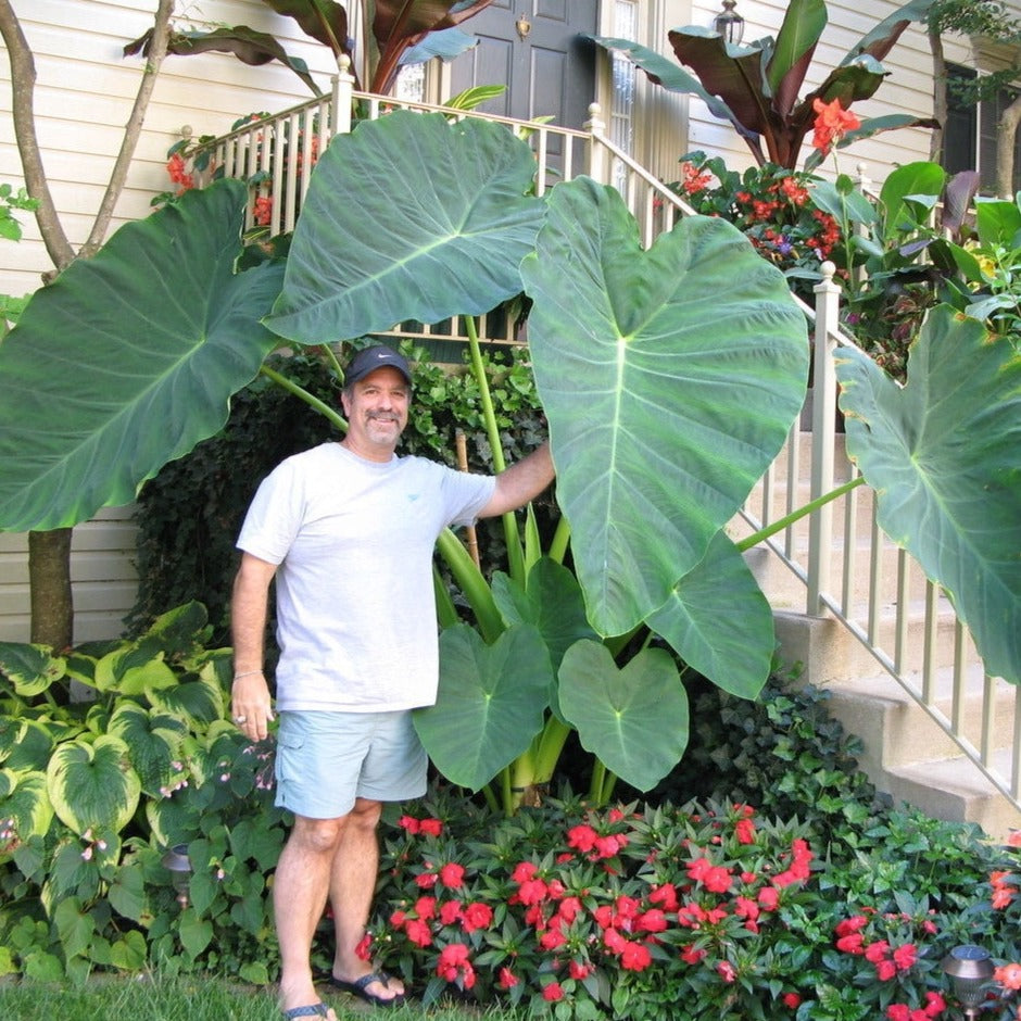 Giant Colocasia Gigantea Thai Elephant Ear Plant Bulbs