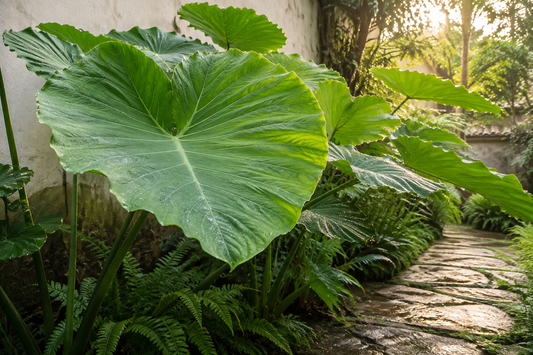 5 Creative Landscaping Ideas with Colocasia Elephant Ear Plants