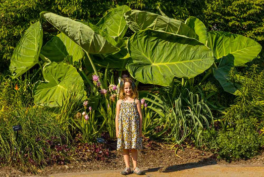 Giant Colocasia Gigantea Thai Elephant Ear Plant Bulbs