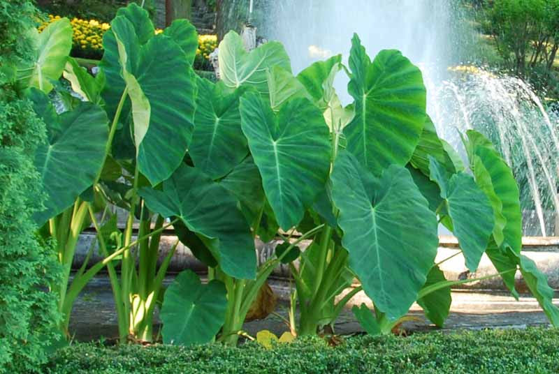 Giant Colocasia Gigantea Thai Elephant Ear Plant Bulbs