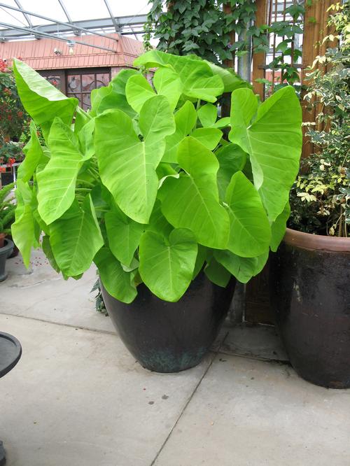 Giant Colocasia Gigantea Thai Elephant Ear Bulbs