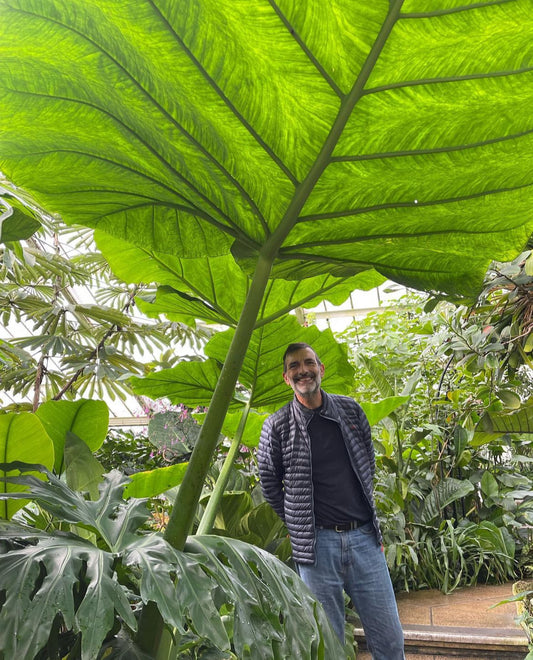 Giant Colocasia Gigantea Thai Elephant Ear Plant Bulbs