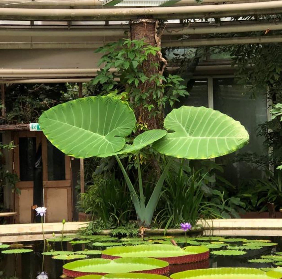 Giant Colocasia Gigantea Thai Elephant Ear Plant Bulbs