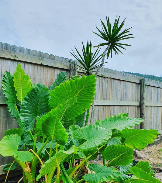 Giant Colocasia Gigantea Thai Elephant Ear Plant Bulbs