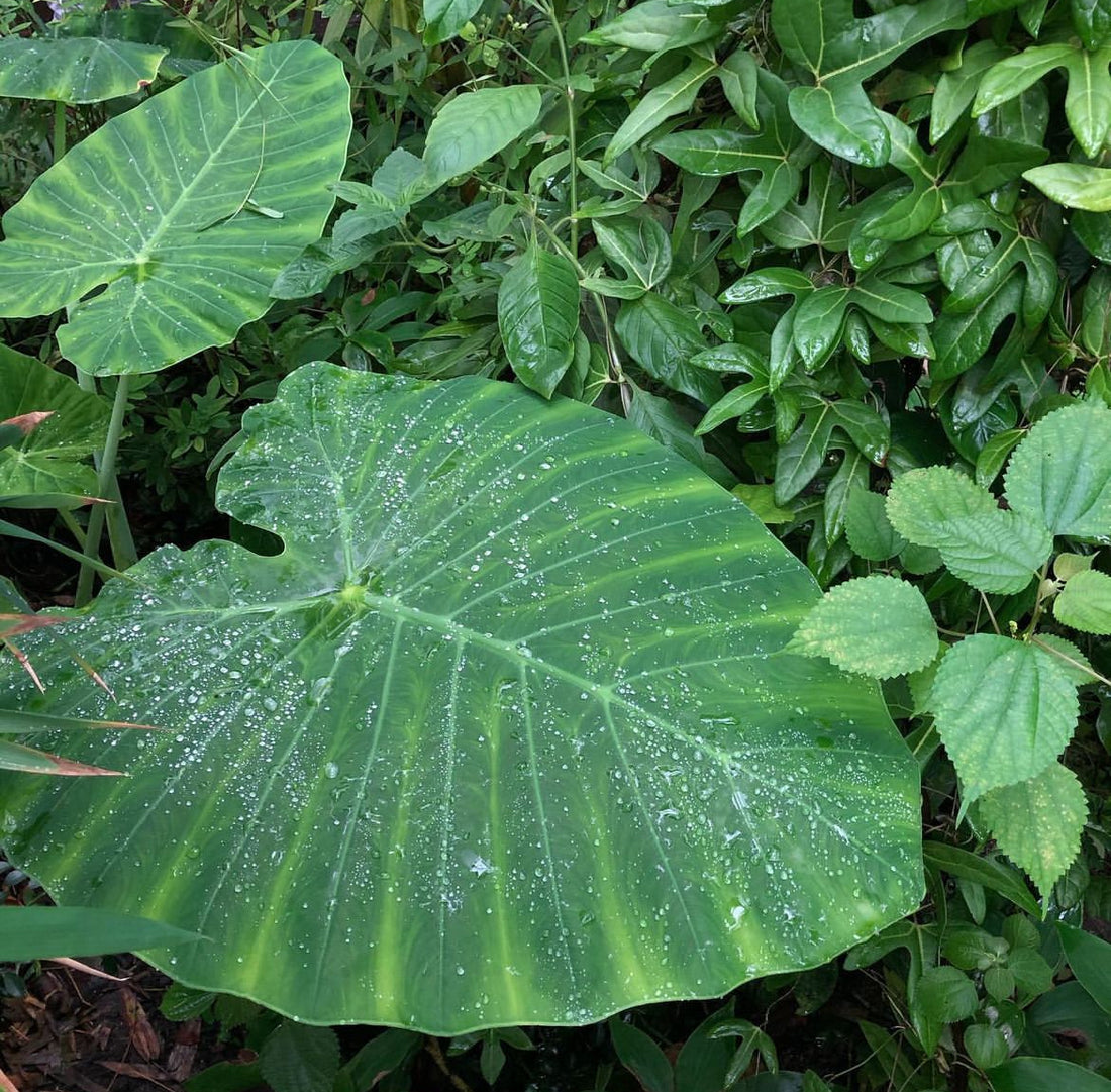 Giant Colocasia Gigantea Thai Elephant Ear Plant Bulbs