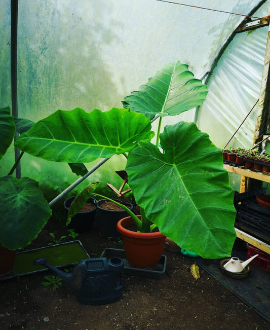 Giant Colocasia Gigantea Thai Elephant Ear Plant Bulbs