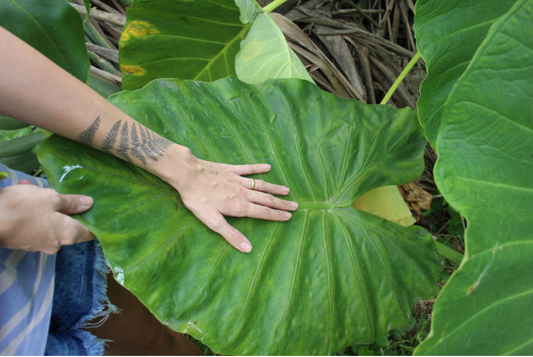 Giant Colocasia Gigantea Thai Elephant Ear Plant Bulbs