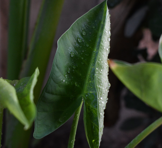 Giant Colocasia Gigantea Thai Elephant Ear Plant Bulbs