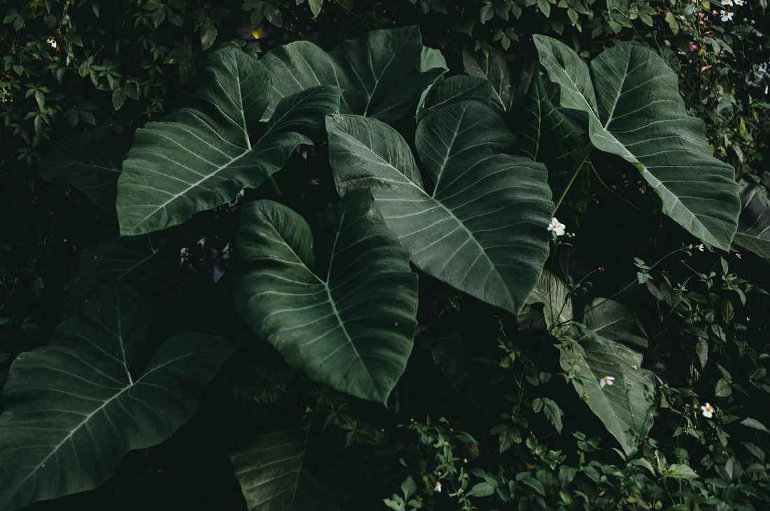 How to Create a Tropical Garden with Colocasia Elephant Ear Plants ...