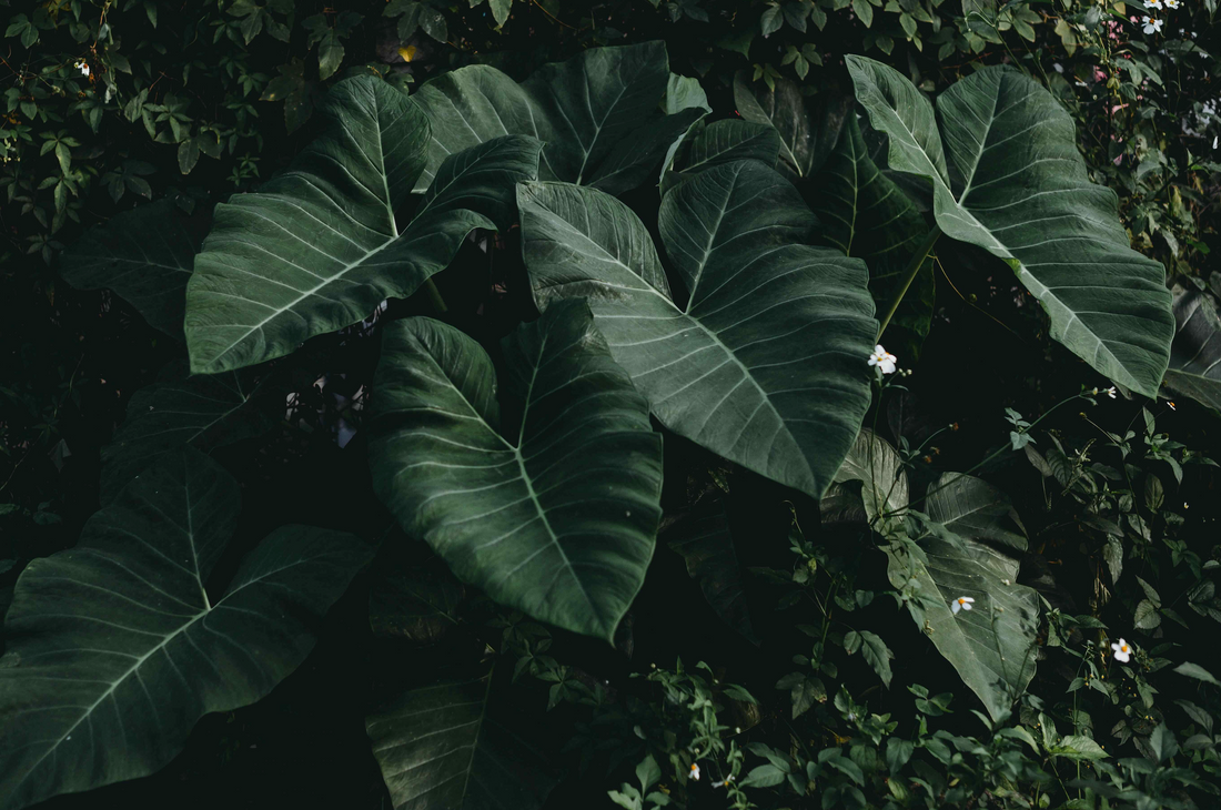 Colocasia Gigantea Thai Elephant Ear Bulbs