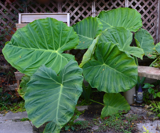 Giant Colocasia Gigantea Thai Elephant Ear Bulbs