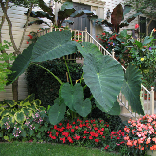 Giant Colocasia Gigantea Thai Elephant Ear Plant Bulbs