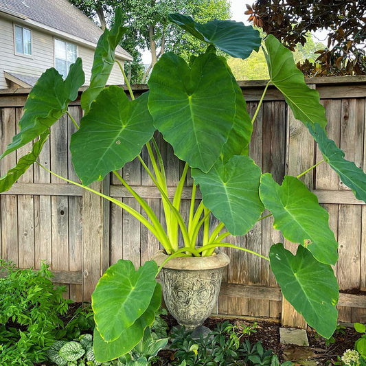 Colocasia elephant ears