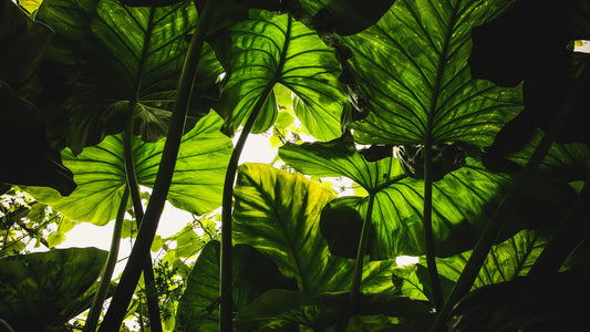 Homegrown Giant Colocasia Gigantea Elephant Ear Plant Bulbs (Ready to Sprout)