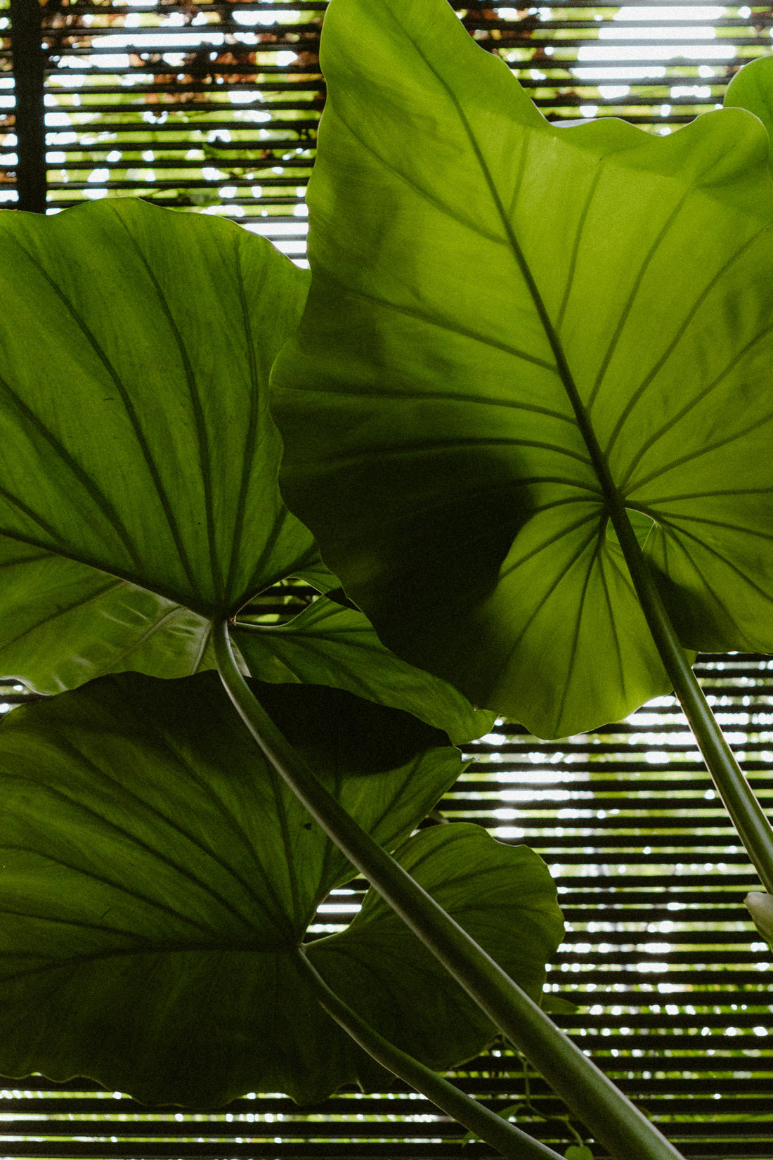 Giant Colocasia Gigantea Thai Elephant Ear Bulbs