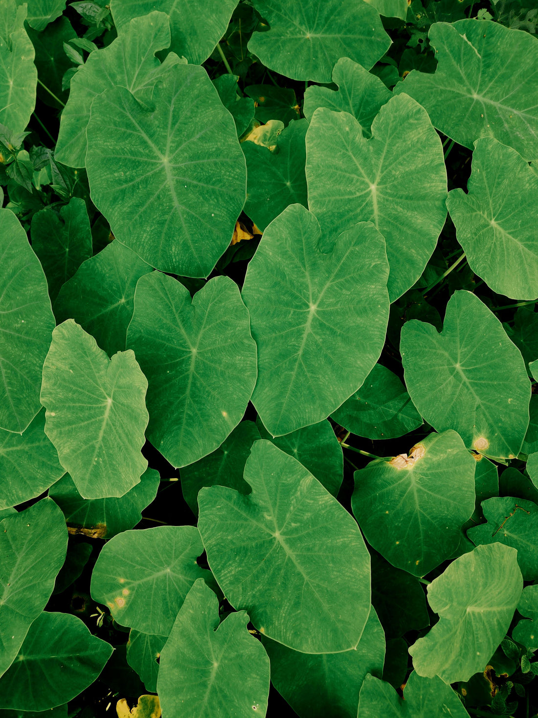 Giant Colocasia Gigantea Thai Elephant Ear Plant Bulbs