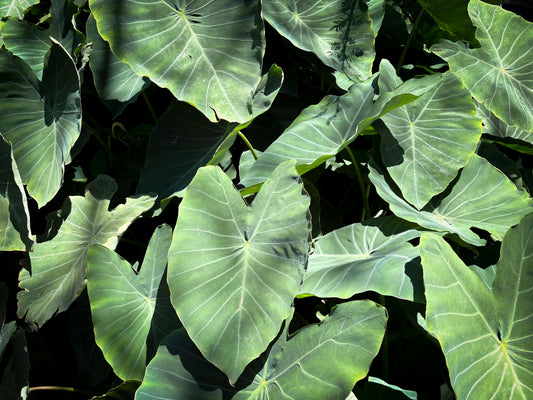 Giant Colocasia Gigantea Thai Elephant Ear Bulbs