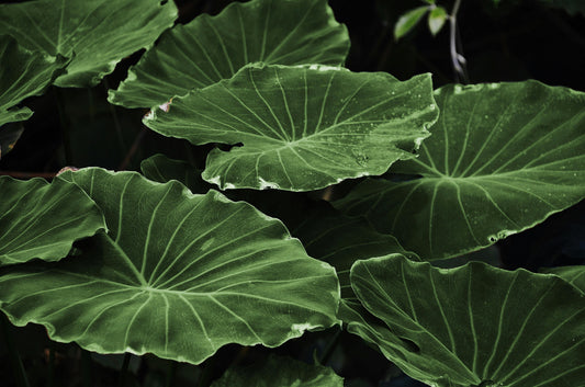 Homegrown Giant Colocasia Gigantea Elephant Ear Plant Bulbs (Ready to Sprout)