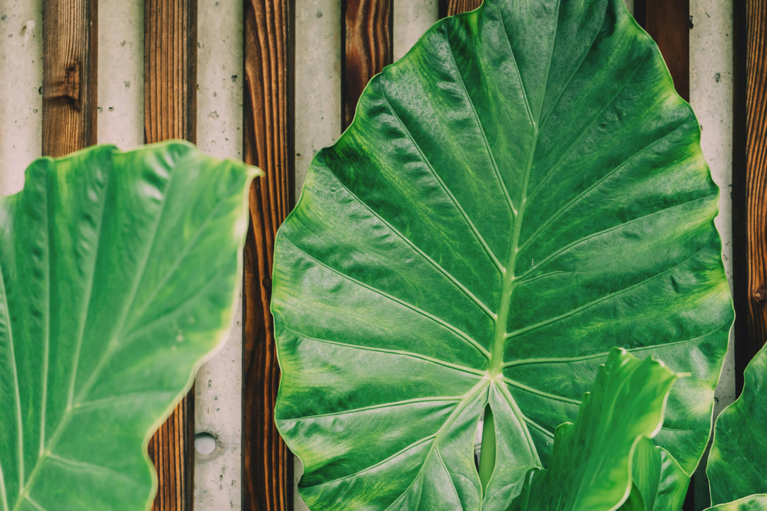 Giant Colocasia Gigantea Thai Elephant Ear Bulbs