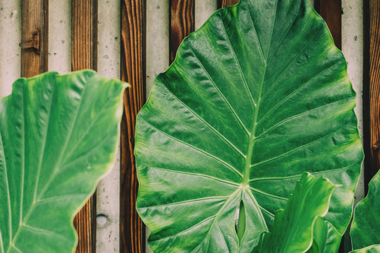 Giant Colocasia Gigantea Thai Elephant Ear Bulbs