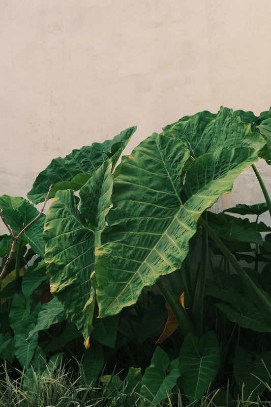 Giant Colocasia Gigantea Thai Elephant Ear Bulbs