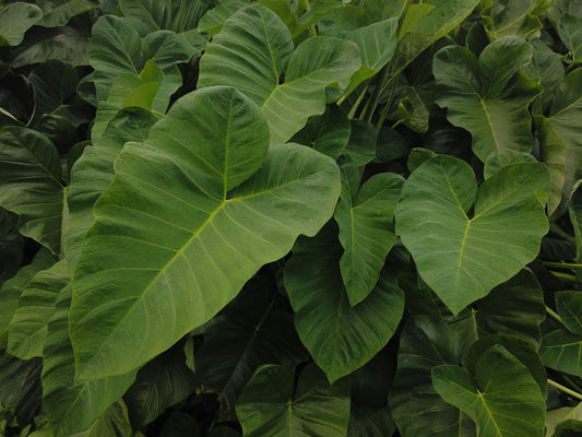 Giant Colocasia Gigantea Thai Elephant Ear Bulbs