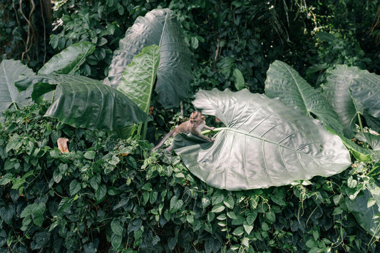 Giant Colocasia Gigantea Thai Elephant Ear Bulbs