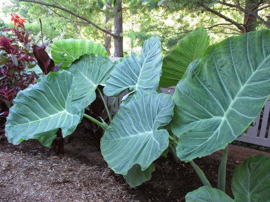 Giant Colocasia Gigantea Thai Elephant Ear Plant Bulbs