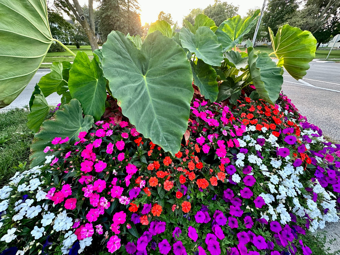 Giant Colocasia Gigantea Thai Elephant Ear Plant Bulbs