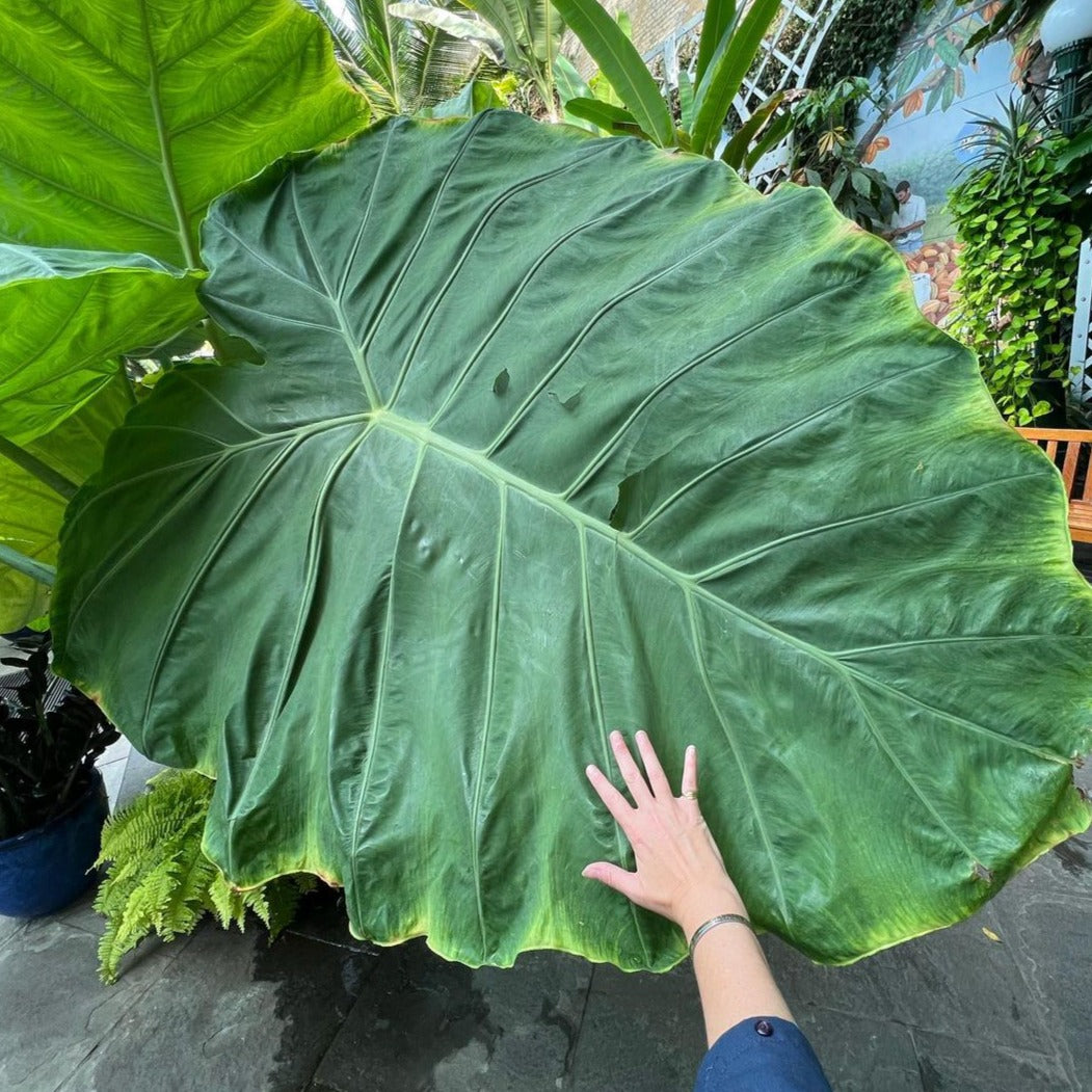 giant striped elephant ear plant Homegrown Giant Colocasia Gigantea Elephant Ear Plant Bulbs (Ready to Sprout)