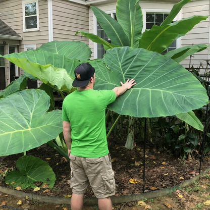 Homegrown Giant Colocasia Gigantea Elephant Ear Plant Bulbs (Ready to Sprout)