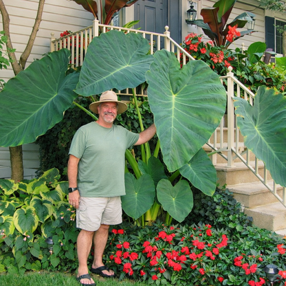 Homegrown Giant Colocasia Gigantea Elephant Ear Plant Bulbs (Ready to Sprout)