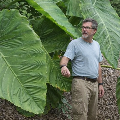 Homegrown Giant Colocasia Gigantea Elephant Ear Plant Bulbs (Ready to Sprout)