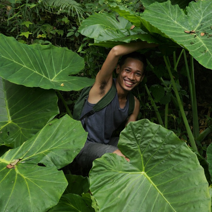 Homegrown Giant Colocasia Gigantea Elephant Ear Plant Bulbs (Ready to Sprout)
