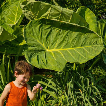Homegrown Giant Colocasia Gigantea Elephant Ear Plant Bulbs (Ready to Sprout)