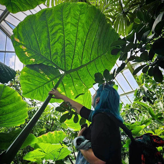 Giant Colocasia Gigantea Thai Elephant Ear Plant Bulbs